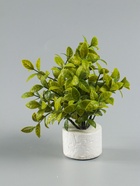 УЦЕНКА Бонсай «Руэллия», 9×20 см, без горшка, МИКС - Фото 8