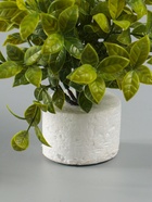 УЦЕНКА Бонсай «Руэллия», 9×20 см, без горшка, МИКС - Фото 9