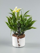 УЦЕНКА Бонсай «Астра экстра мини», 8×20 см, без горшка, МИКС - Фото 5