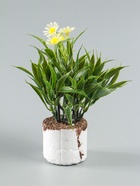 УЦЕНКА Бонсай «Астра экстра мини», 8×20 см, без горшка, МИКС - Фото 6