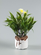 УЦЕНКА Бонсай «Астра экстра мини», 8×20 см, без горшка, МИКС - Фото 7