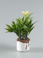 УЦЕНКА Бонсай «Астра экстра мини», 8×20 см, без горшка, МИКС - Фото 8