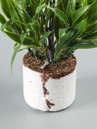 УЦЕНКА Бонсай «Астра экстра мини», 8×20 см, без горшка, МИКС - Фото 9