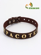 Ошейник однослойный "Красотка", 2.5 см, тиснение фольгой, микс цветов - Фото 1