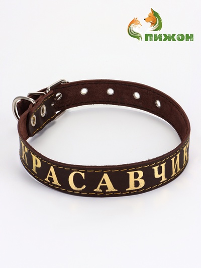 Ошейник однослойный "Красавчик", 2.5 см, тиснение фольгой, микс цветов