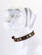 Ошейник однослойный "Красавчик", 2.5 см, тиснение фольгой, микс цветов - Фото 3