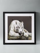 УЦЕНКА Картина "Бенгальский тигр" 50х50(54х54) см - Фото 5