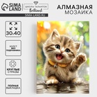 УЦЕНКА Алмазная вышивка полное заполнение "Пушистый Милаш", 30*40 см, на холсте - Фото 1