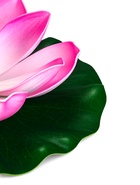 Садовый светильник для водоемов 28 х 28 х 9 см на солнечной бат-е "Лотос" лиловый N009 10933414