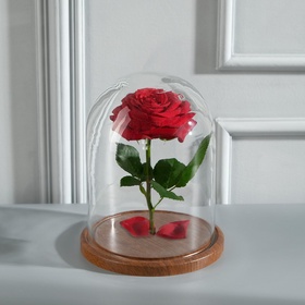 {{photo.Alt || photo.Description || 'УЦЕНКА Стеклянный купол - клош на деревянной подставке «Венсан», 20×15 см, коричневый'}}