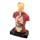 УЦЕНКА ЭВРИКИ Научный опыт "Строение тела" №SL-00702A - Фото 4