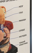 УЦЕНКА ЭВРИКИ Научный опыт «Строение тела» №SL-00702A - Фото 6