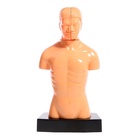 УЦЕНКА ЭВРИКИ Научный опыт "Строение тела" №SL-00702A - Фото 7