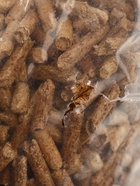 УЦЕНКА Древесный наполнитель Groomroom, 15 л 10973601