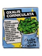 УЦЕНКА ЭВРИКИ Набор для опытов "Выращиваем травку", голубой - Фото 4