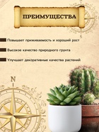 Грунт для Кактусов и суккулентов PETER PEAT, линия «Хобби», 2.5 л - Фото 2