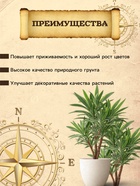 Грунт для Юкки и Драцены PETER PEAT, линия «Хобби», 2.5 л - Фото 2