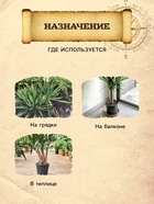 Грунт для Юкки и Драцены PETER PEAT, линия «Хобби», 2.5 л - Фото 3