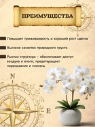 Грунт для Орхидей PETER PEAT, 2.5 л - Фото 2