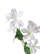 Цветы искусственные «Баухиния пёстрая», d=13 см, h=71 см, белые 10935346