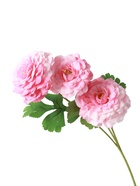 Цветы искусственные «Хризантема волнистая галант», d=8 см, h=58 см, розовые 10935355