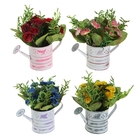 композиция 11 см в садовой лейке розы - Фото 2