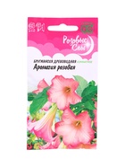 Семена цветов Бругмансия Аромагия розовая  3 шт. серия Розовые сны 10965319
