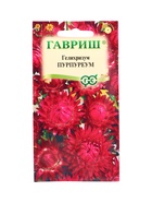 Семена цветов Гелихризум Пурпуреум* 0,1 г 10965335