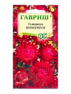 Семена цветов Гелихризум «Пурпуреум» 0.1 г - Фото 1