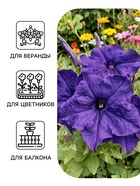 Семена цветов Петуния «Великая синяя» F1, крупноцветковая, гранулы, 7 шт. - Фото 3