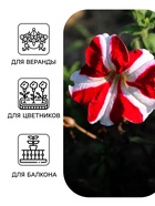 Семена цветов Петуния ампельная «Красная с белым» гранулы, 7 шт. - Фото 3