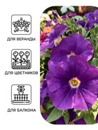 Семена цветов Петуния «Синее море» крупноцветковая, 0.05 г - Фото 3