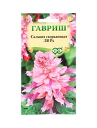 Семена цветов Сальвия сверкающая «Лира» 4 шт. - Фото 1