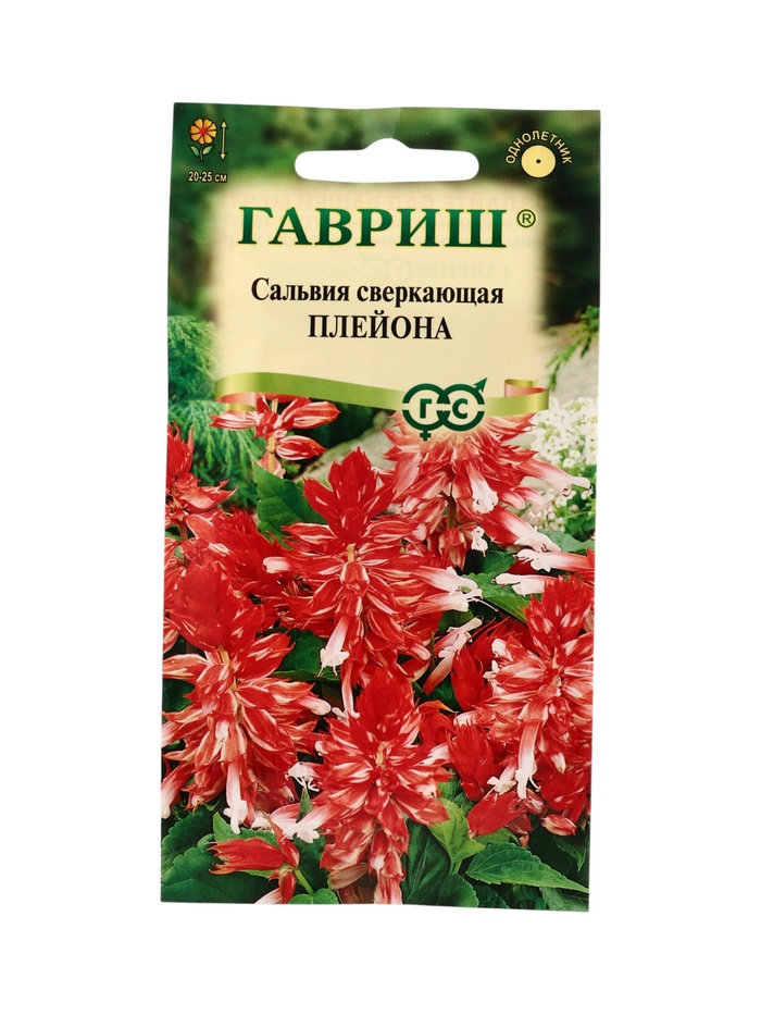 Семена цветов Сальвия Плейона* карликовая  4 шт.