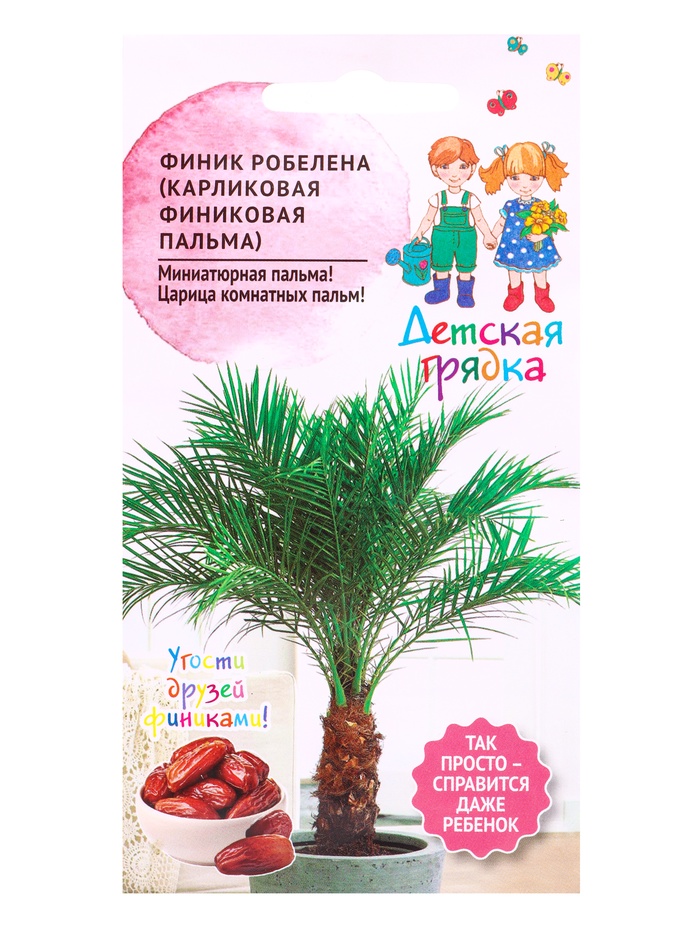 Семена Финик Робелена (карликовая финиковая пальма) 5шт Детская грядка - Фото 1