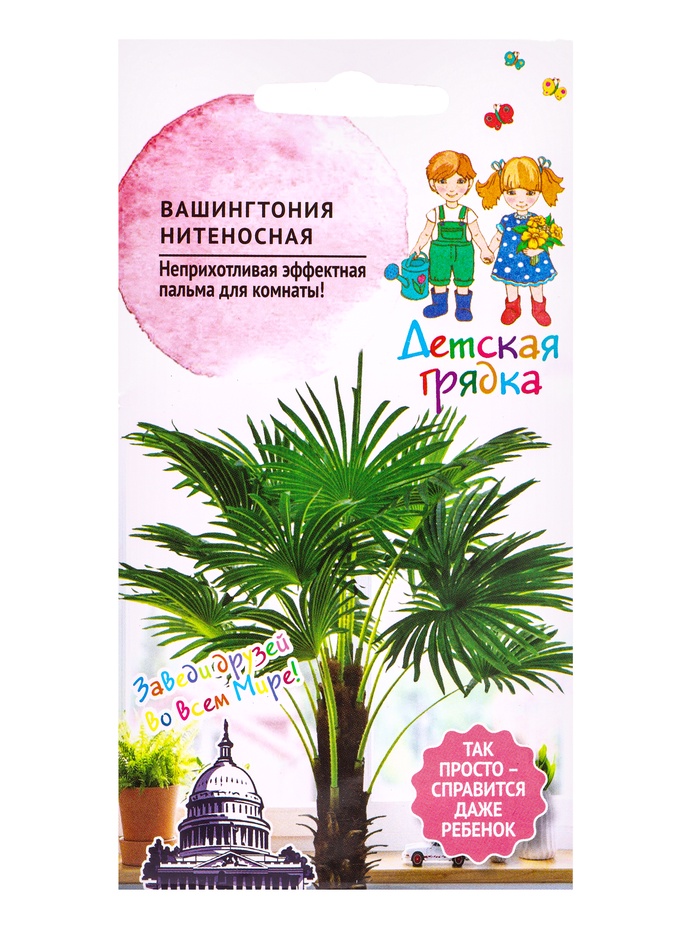 Семена цветов Вашингтония нитеносная 5шт Детская грядка - Фото 1