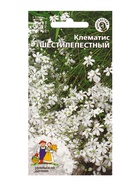 Семена Цветы Клематис Шестилепестный, 10 шт., «Уральский Дачник» - Фото 3