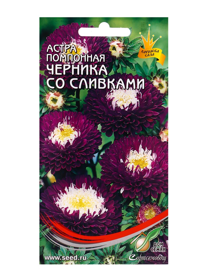 Семена цветов Астра помпон. Черника со сливками 100 шт - Фото 1