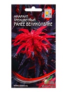 Семена цветов Амарант трёхцвет. Раннее Великолепие 100 шт - Фото 1