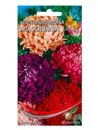 Семена цветов Астра пион. Апассионата смесь 80 шт (комплект 3 шт) - фото 68176135