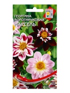 Семена цветов Георгина воротничковая Марсель (комплект 2 шт) - фото 68176151
