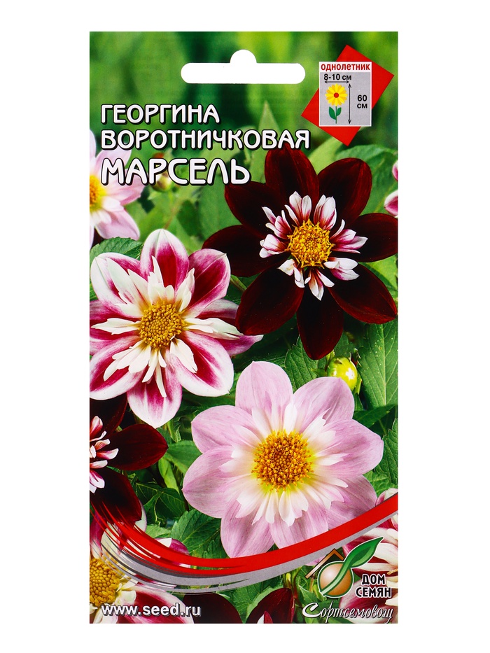 Семена цветов Георгина воротничковая Марсель - Фото 1