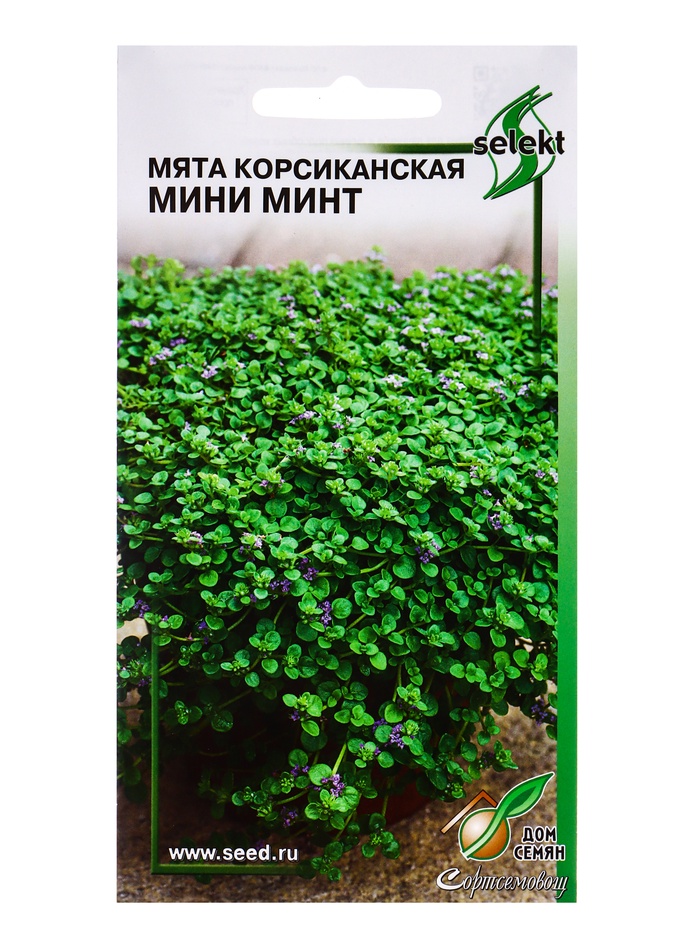 Семена цветов Мята Корсиканская Мини Минт 5 шт - Фото 1