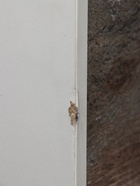 УЦЕНКА Шкаф-колонна COMFORTY «Турин-45» дуб бежевый - Фото 3