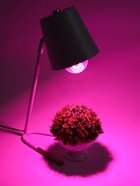 Фитолампа для растений VKL Electric, A65, 15 Вт, E27, IP20, красно-синий спектр - Фото 1