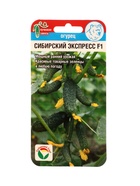Семена Огурец СИБИРСКИЙ ЭКСПРЕСС F1 7шт  (артикул 10960692)  большой выбор товаров оптом и в розницу по низким ценам с доставкой