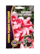 Семена цветов Адениум Прелестная Девушка  3 шт. 12.29 г. - фото 809454476