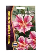 Семена цветов Адениум Танец Бабочки 3 шт.  12.29 г. - фото 809454478