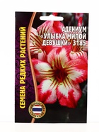 Семена цветов Адениум Улыбка Милой Девушки 3185  3 шт.  12.29 г. - фото 809454480