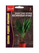 Семена цветов Вашингтония Жасминовый Аромат нитчатая  5шт. 12.29 г. - фото 68177099